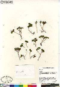 Salix herbacea image