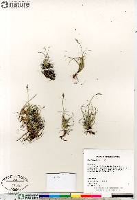 Carex rupestris image