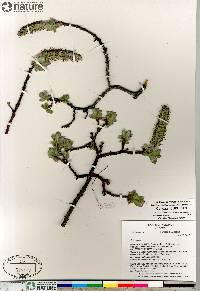 Salix calcicola image
