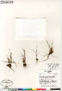 Puccinellia pumila image