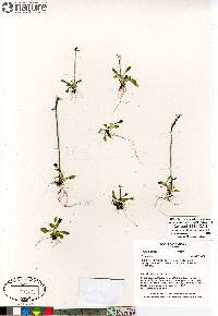 Primula stricta image