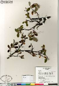 Salix glauca image