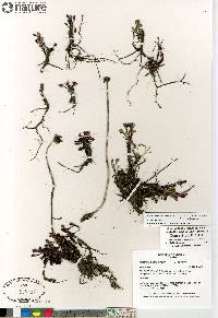 Chrysanthemum arcticum subsp. arcticum image