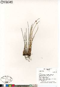 Juncus arcticus image