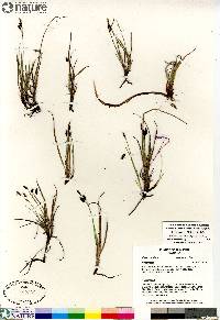 Carex rariflora image