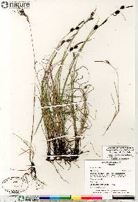 Carex saxatilis image