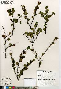 Betula glandulosa image