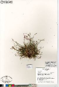 Carex capillaris image