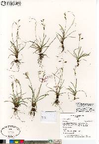 Carex capillaris image