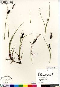 Carex saxatilis image