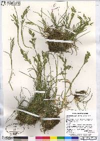 Poa pratensis subsp. alpigena image