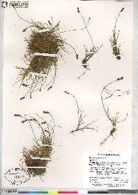 Carex glareosa subsp. glareosa image