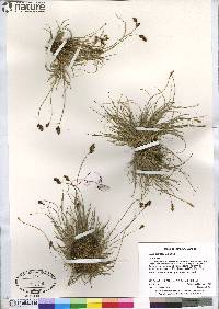 Carex glareosa subsp. glareosa image