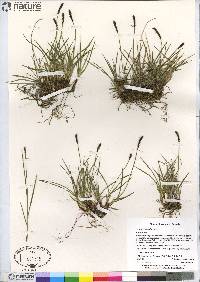 Carex scirpoidea image