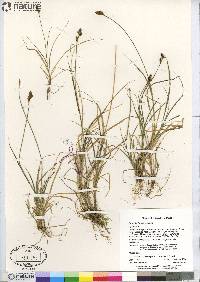 Carex lachenalii image