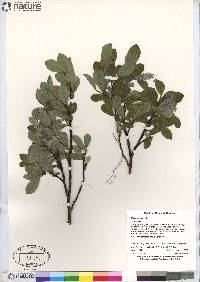 Salix arctica image