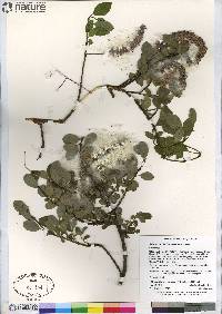 Salix arctophila image