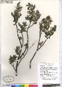 Salix glauca var. cordifolia image