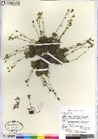 Saxifraga cespitosa image