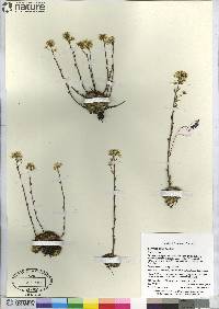 Saxifraga paniculata image