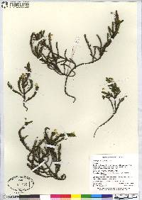 Cassiope tetragona subsp. tetragona image