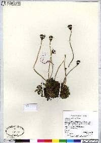 Papaver radicatum image