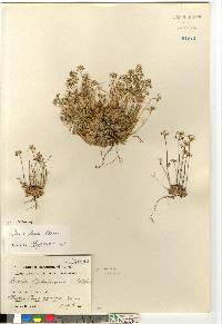 Draba lactea image