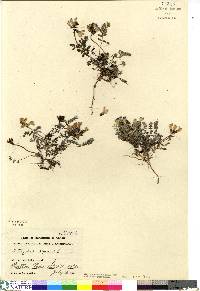 Astragalus alpinus image