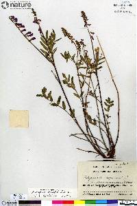 Hedysarum alpinum image