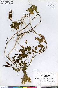 Lathyrus japonicus image