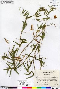 Lathyrus palustris image