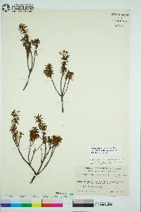 Rhododendron tomentosum image