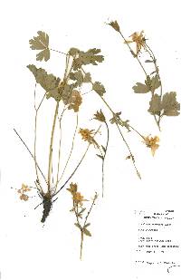 Aquilegia coerulea image