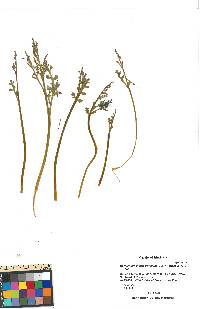 Botrychium matricariifolium image