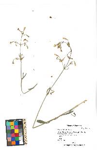 Silene italica image