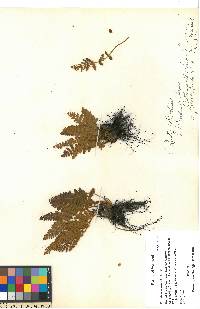 Woodsia ilvensis image