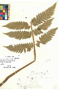 Dryopteris goldieana image