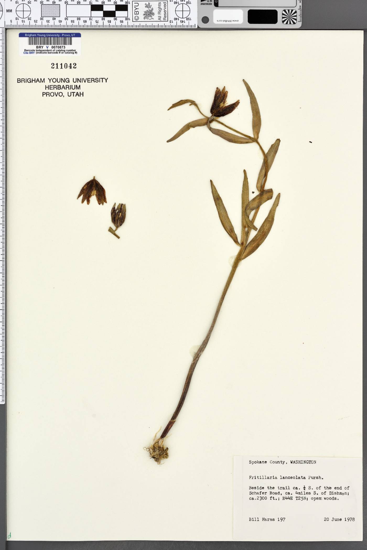 Fritillaria lanceolata image