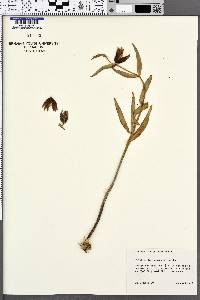 Image of Fritillaria lanceolata