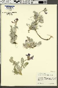Astragalus utahensis image