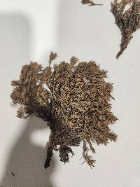 Paronychia sessiliflora image