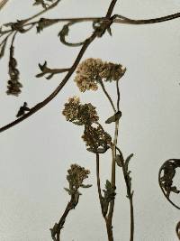 Lepidium montanum var. montanum image