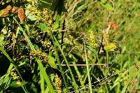 Carex stipata image