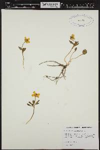 Image of Ranunculus glaberrimus
