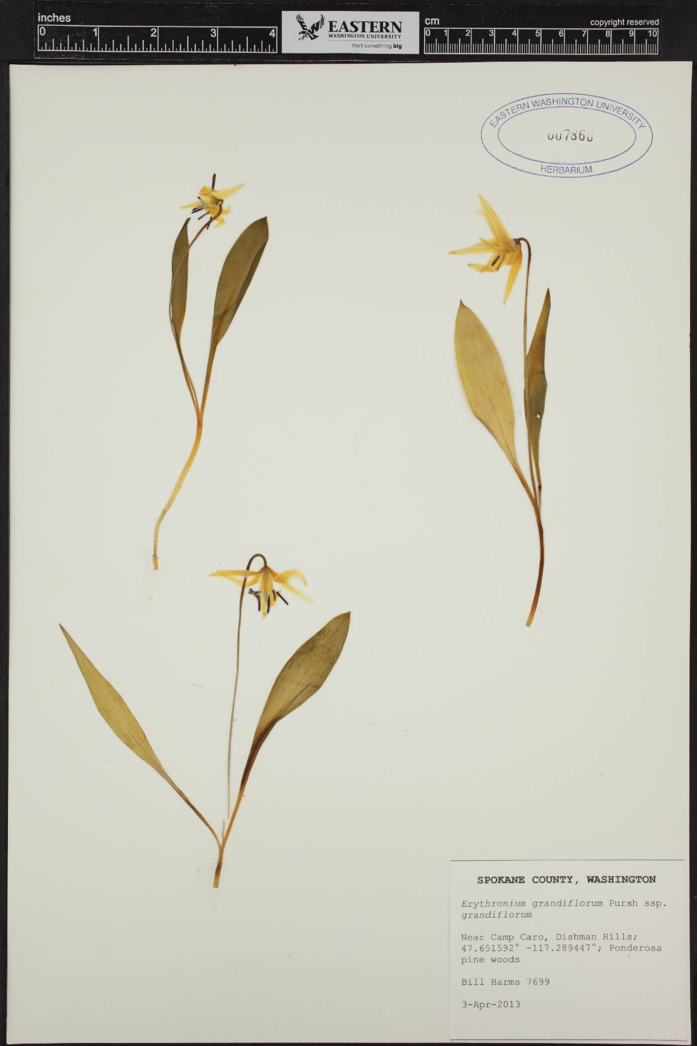 Erythronium grandiflorum var. grandiflorum image