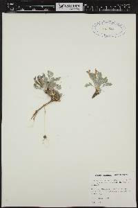 Astragalus purshii image