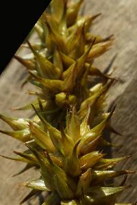 Carex stipata image