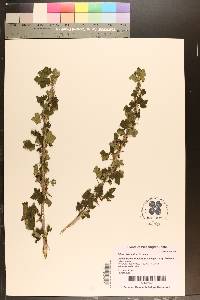 Image of Ribes divaricatum