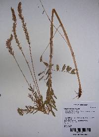 Image of Onobrychis viciifolia