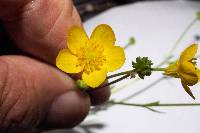 Ranunculus sardous image